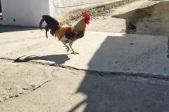 IMG20250206115951
